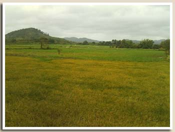 paysage de rizière vu du bus